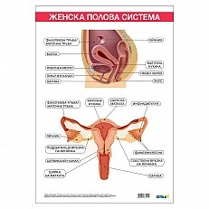 Cubos Ученическо табло ’’Женска полова система’’, 70 x 100 cm