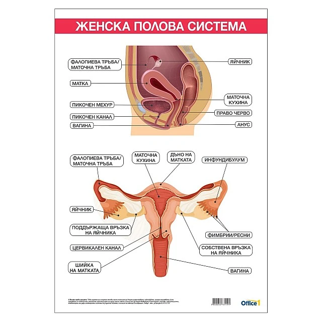 Cubos Ученическо табло ’’Женска полова система’’, 70 x 100 cm