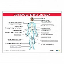 Cubos School chart "Central nervous system", 100 x 70 cm