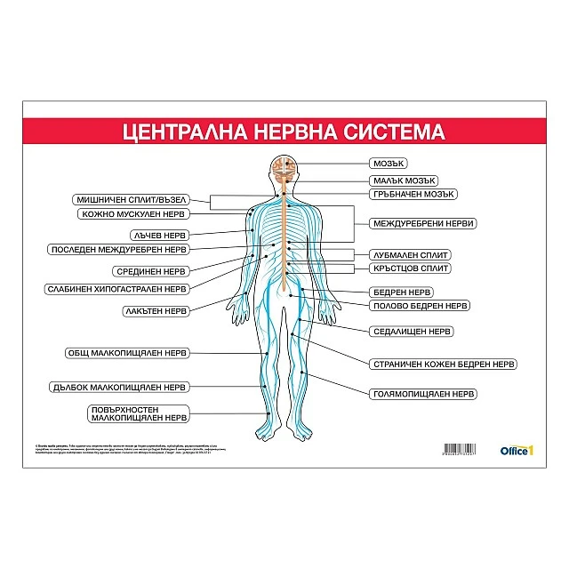 Cubos Ученическо табло ’’Централна нервна система’’, 100 x 70 cm