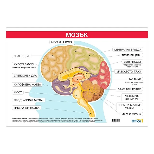 Cubos Student board Brain, 100 x 70 cm