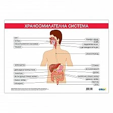 Cubos School chart "Digestive system", 100 x 70 cm