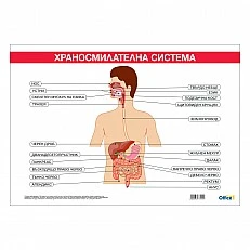 Cubos School chart "Digestive system", 100 x 70 cm