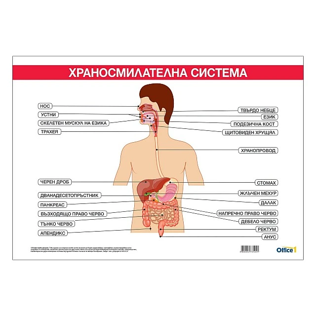 Cubos Ученическо табло ’’Храносмилателна система’’, 100 x 70 cm