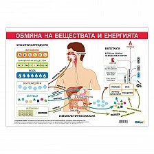 Cubos School chart "Metabolism of substances and energy", 100 x 70 cm