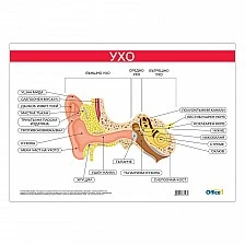 Cubos School chart "Ear", 100 x 70 cm