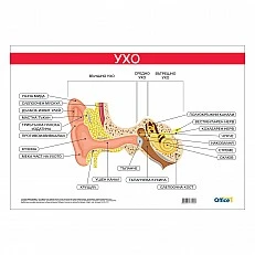 Cubos School chart "Ear", 100 x 70 cm