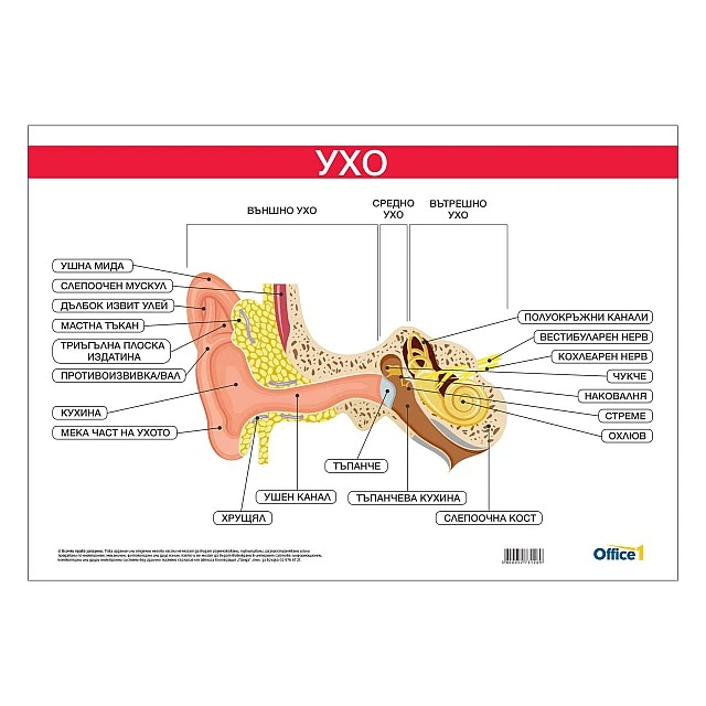 Cubos School chart Ear, 100 x 70 cm