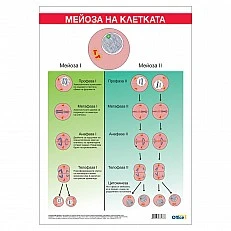 Cubos Ученическо табло ’’Мейоза’’, 70 x 100 cm