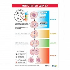 Cubos School chart "Mitotic cycle", 70 x 100 cm