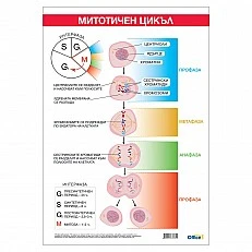 Cubos Ученическо табло ’’Митотичен цикъл’’, 70 x 100 cm