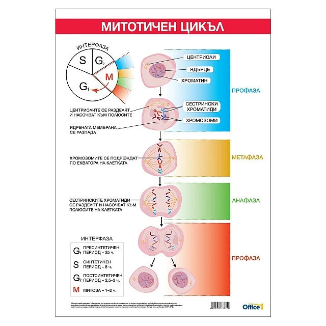 Cubos Ученическо табло ’’Митотичен цикъл’’, 70 x 100 cm