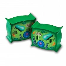 Learning Resources Model of a plant cell, cross section