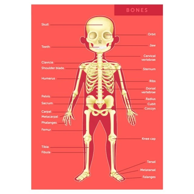 Educational puzzle The human body, 100 pieces