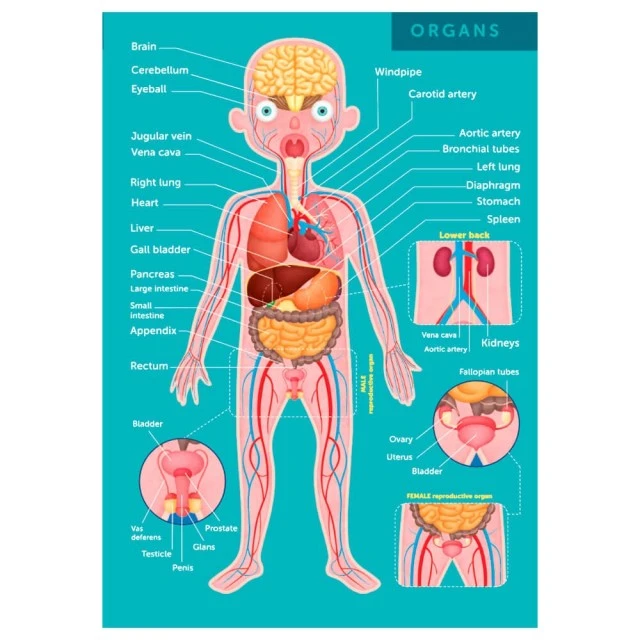 Educational puzzle The human body, 100 pieces