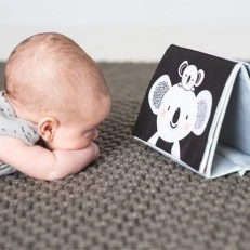 Koala soft touch book, 20.5 x 19.5 x 7.6 cm