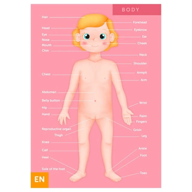 Educational puzzle The human body, 100 pieces