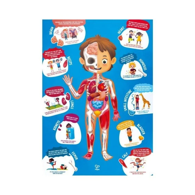 Wooden puzzle Human body, 60 pieces