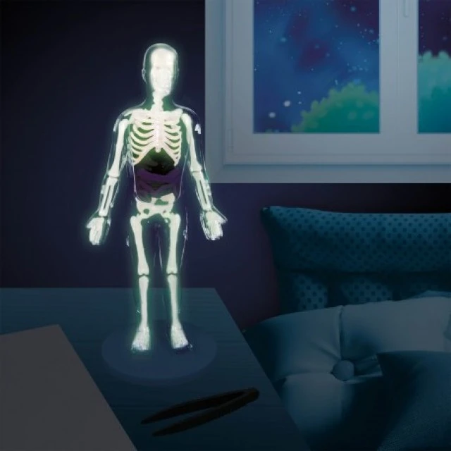 The human body
