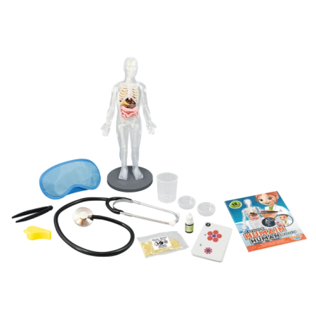The human body