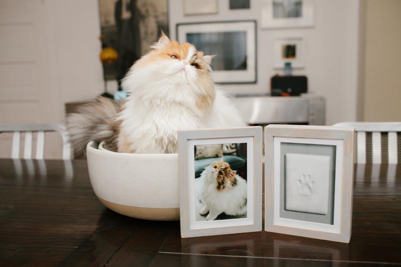 Pearhead Рамка за бюро за снимка и глинен отпечатък на домашен любимец - Distressed Grey