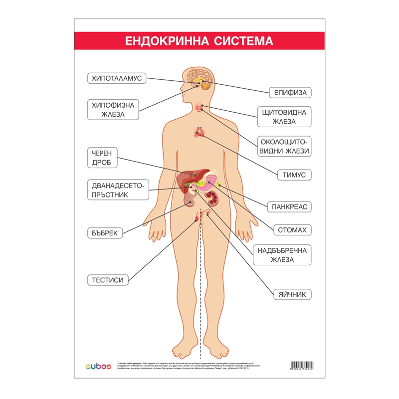 Cubos Ученическо табло Ендокринна система, 70 x 100 cm