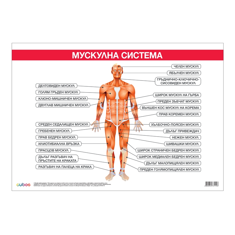 Cubos Ученическо табло Мускулна система, 100 x 70 cm