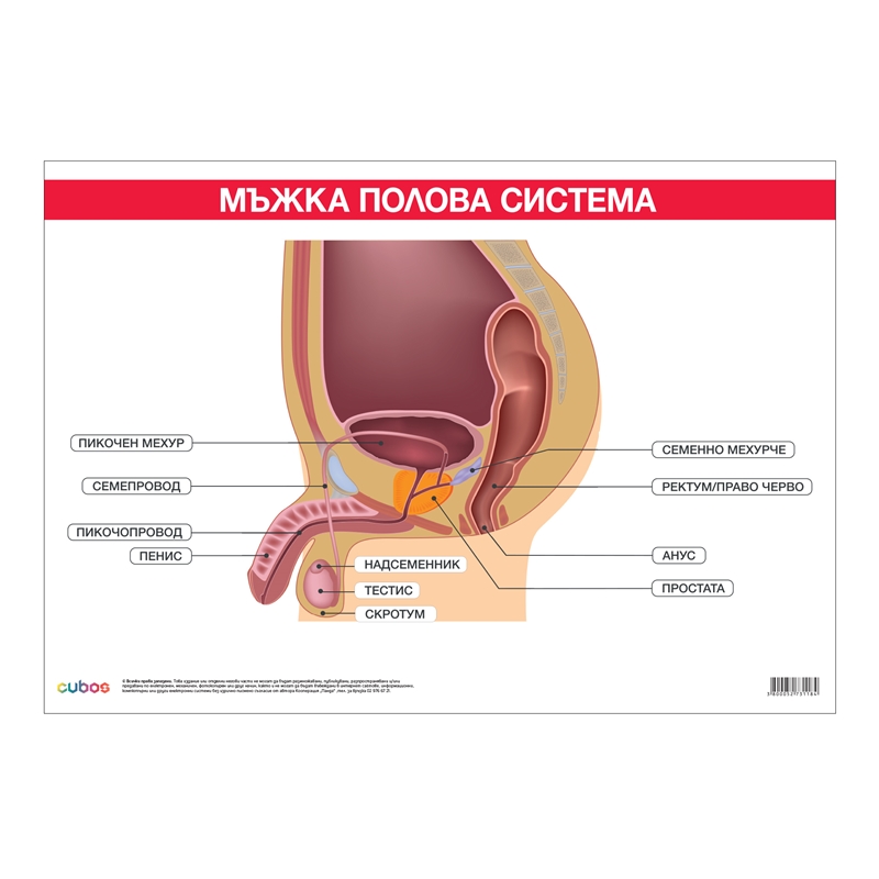 Cubos Ученическо табло Мъжка полова система, 100 x 70 cm