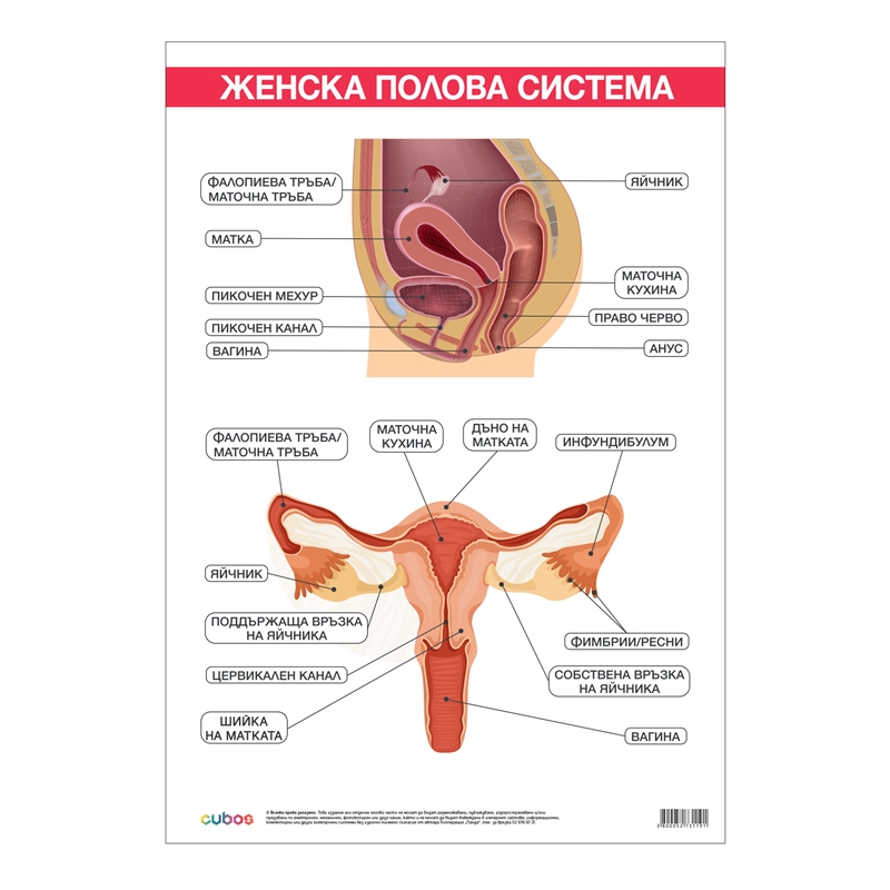 Cubos Ученическо табло Женска полова система, 70 x 100 cm