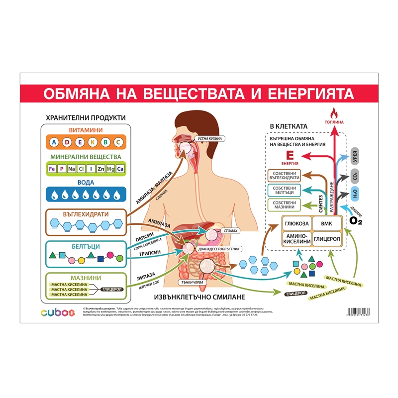 Cubos Ученическо табло Обмяна на вещества и енергия, 100 x 70 cm