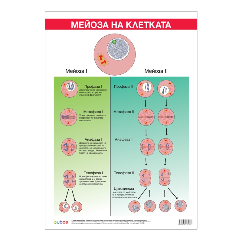 Cubos Ученическо табло Мейоза, 70 x 100 cm