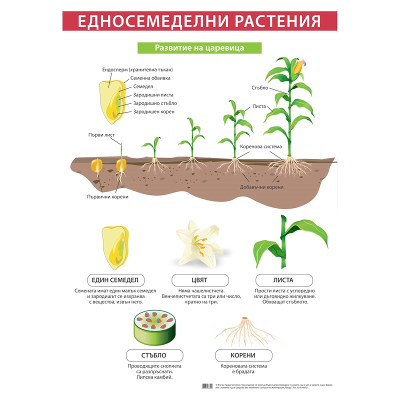 Cubos Ученическо табло Едносемеделни растения, 70 x 100 cm