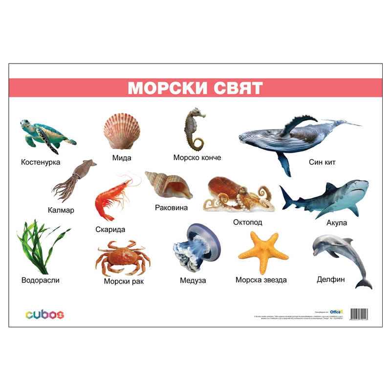 Cubos Ученическо табло Морски свят, ламинирано, 50 x 70 cm, модел 2