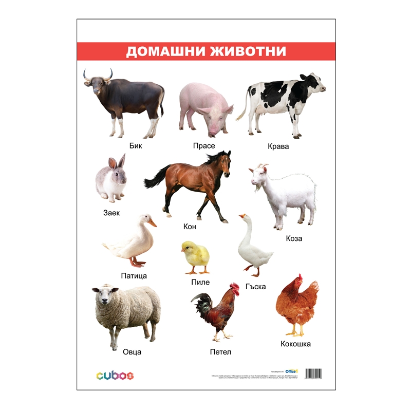 Cubos Ученическо табло Домашни животни, ламинирано, 50 x 70 cm, модел 2