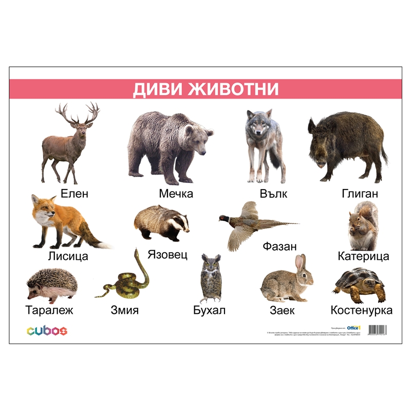 Cubos Ученическо табло Диви животни, ламинирано, 50 x 70 cm, модел 2