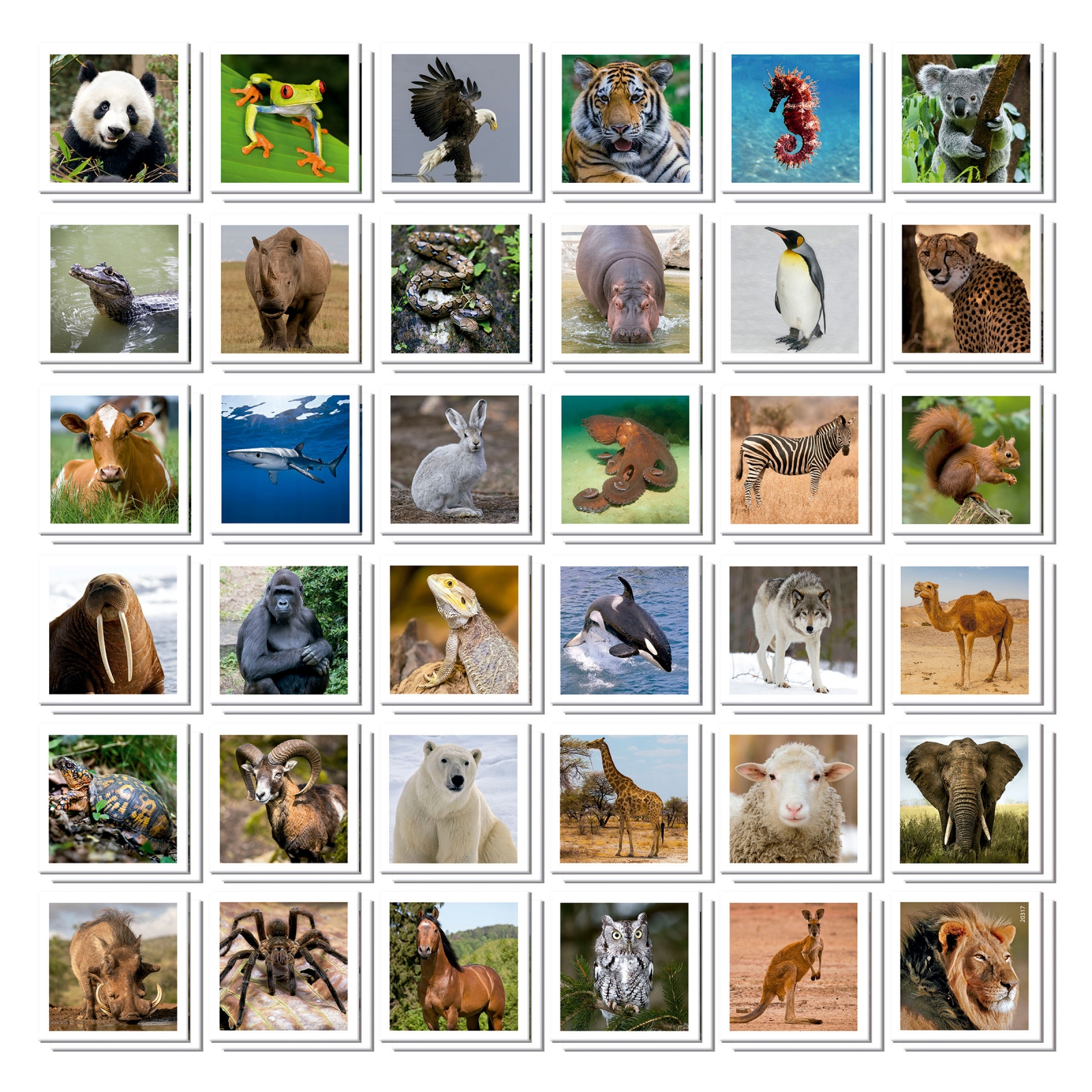 Игра за памет в куфарче, Educa, Животни, 72 карти